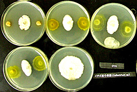 微生物分析