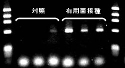 有用微生物によるトマトの抵抗性誘導