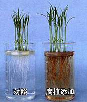 腐植の生理活性効果試験