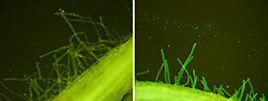 トマトの根に定着したトリコデルマの蛍光染色