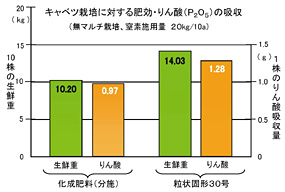 図4　キャベツ栽培試験におけるりん酸の肥効