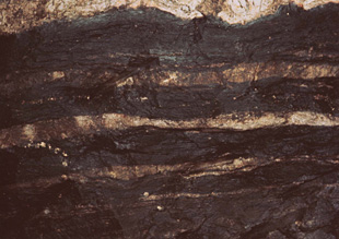天然腐植（木質泥炭）の層