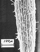 水稲幼植物根の走査型電子顕微鏡写真　無添加